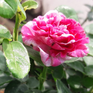 Pоза Аглая - бяло - розов - Растения за подземни растения рози